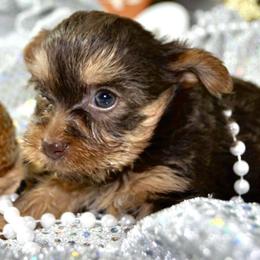 Posie - Chocolate and tan female Yorkshire Terrier puppy in Calhoun, Georgia from Peach State Yorkies