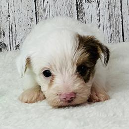 Ryder - Parti male Yorkshire Terrier puppy in Mankato, Minnesota from Tiny and Treasured