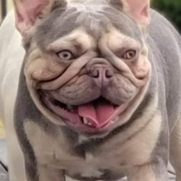 Grace - French Bulldog