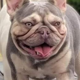 Grace - French Bulldog