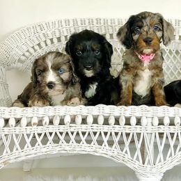 Cavapoos and Cockapoos from Columbia River Cockapoos