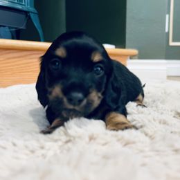 Dachshund Puppies from Guiley Doxies