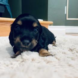 Dachshund Puppies from Guiley Doxies