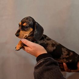 Silver dapple - Dapple male Dachshund puppy in Hesperia, California from VOM HAUSE IMPERIAL