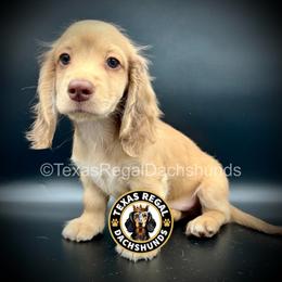 Prince - Cream male Dachshund puppy in Houston, Texas from Texas Regal Dachshunds LLC