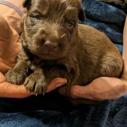 Black collar - Black seal male German Shepherd puppy in Garrett, Indiana from Devil-Dog Shepherds