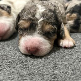Aspen - Merle female Bernedoodle puppy in Waco, Texas from Hope Valley Doodles