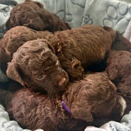 Lagotto Romagnolo puppies from Carolina Lagotto