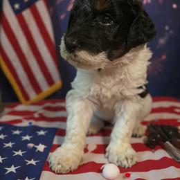 Bernedoodle Puppies from Goldhaly Peach Doodles