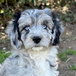 Aussiedoodles and Australian Shepherds from Australian Shepherds of C4 Farms