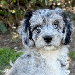 Aussiedoodles and Australian Shepherds from Australian Shepherds of C4 Farms