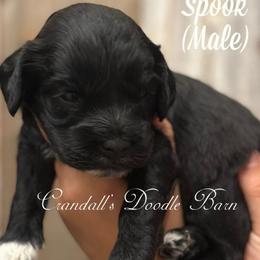Spook - Black and white male Cockapoo puppy in Payson, Utah from Crandall’s Doodle Barn