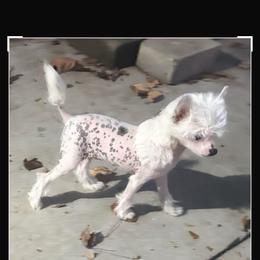 Chihuahua and Chinese Crested Puppies from Western Kentucky Chihuahua’s and Chinese Crested’s