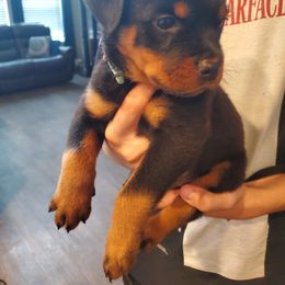 Rottweiler Puppies from HAUS OF RZA