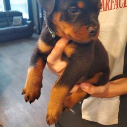 Rottweiler Puppies from HAUS OF RZA