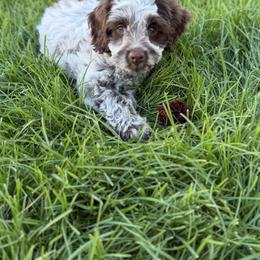 Bernedoodle, Cavalier King Charles Spaniel, Cavapoo, Cockapoo, and Labradoodle Puppies from Harper Haven Doodles
