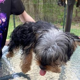 Carlee - Yorkshire Terrier