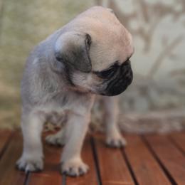 Teddy - Fawn male Pug puppy in Cincinnati, Ohio from Pugs513