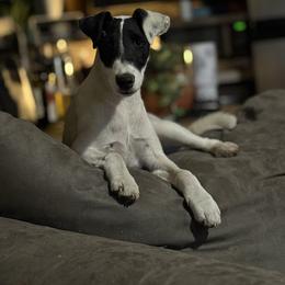 Meredith - White black and tan female Smooth Fox Terrier puppy in Henryville, Indiana from Tregoad/Foxgift Smooth Fox Terriers