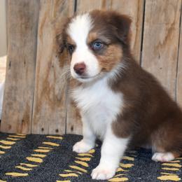Joy - Red tri-color female Australian Shepherd puppy in San Tan Valley, Arizona from Mott Ranch - Blazin' Sun Aussies