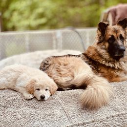 Wolfie - German Shepherd