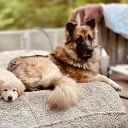 Wolfie - German Shepherd