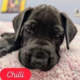 Chili - Black female Great Dane puppy in Brooksville, Florida from Follow My Lead Great Danes
