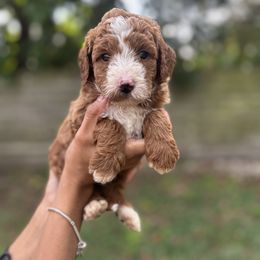 Winnie - Red  female Goldendoodle puppy in Palmetto Bay, Florida from SOMIDOODLES