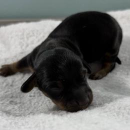 Shadow - Black and tan male Dachshund puppy in Live Oak, Florida from Johnson’s Weiner Farm
