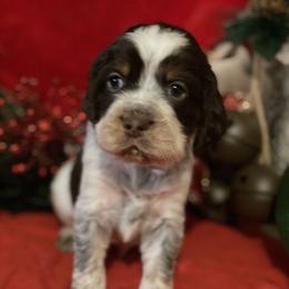 English Springer Spaniel Puppies from Powers English Springer Spaniels