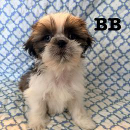 B.B.  aka baby boy - Black gold and white male Shih Tzu puppy in Hemet, California from Aloha Shih Tzu
