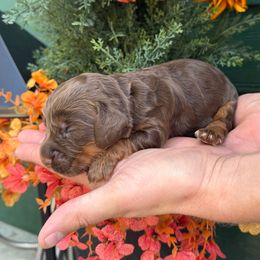 Fig - Liver and tan female English Cocker Spaniel puppy in Lake City, Florida from Ryndal & Co.