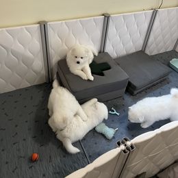 Samoyed Puppies from The Floof Brigade