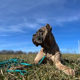 Cane Corso from Difesa Cane Corso