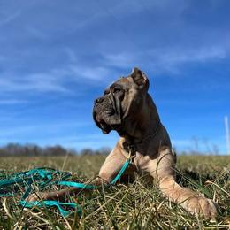 Cane Corso from Difesa Cane Corso