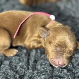 Love - Red  female Goldendoodle puppy in Twin Falls, Idaho from Magic Valley Family Doodles