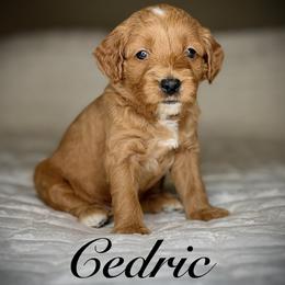Cedric (Pink Collar) - Apricot male Goldendoodle puppy in Portland, Oregon from Smith Family Doodles