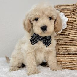 Elvis - Cream male Goldendoodle puppy in Temecula, California from Oodles O'Doodles