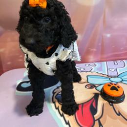 Lady Peppermint Mocha - Silver female Poodle puppy in Mobile, Alabama from Semmy’s Standard Poodle LLC