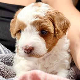 Cavapoo Puppies from Patriot Pups Cavapoos