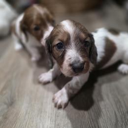 Prancer - Dapple male Dachshund puppy in Otisville, Michigan from Green Thumb Farms
