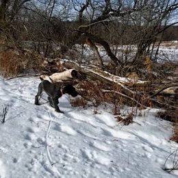 German Wirehaired Pointer Puppies from Backwoods Kennels