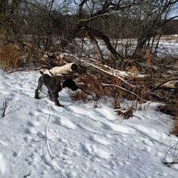 German Wirehaired Pointer Puppies from Backwoods Kennels