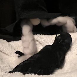 Boy 1 - Black Pomeranian puppy in Kenosha, Wisconsin from Pike River Pomeranians