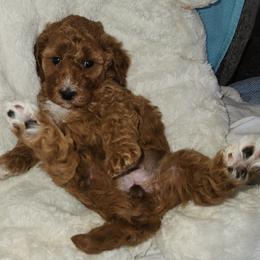 Abigail - Red  female Poodle puppy in San Tan Valley, Arizona from Desert Storm Poodles