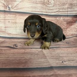 Charley - Chocolate and tan male Dachshund puppy in Chariton, Iowa from Mia Lucky Home