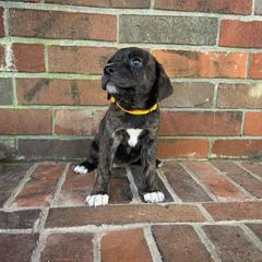 Mountain Cur Puppies from Lost Forty Kennels