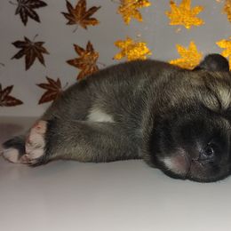 Siberian Husky Puppies from DarkSide Siberians