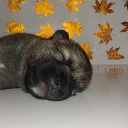Siberian Husky Puppies from DarkSide Siberians