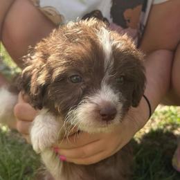 Virginia - Brown and white female Aussiedoodle puppy in Four Oaks, North Carolina from RoseWest Farms
